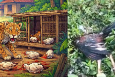 Diduga Macan Tutul Masuk Permukiman, Belasan Ayam Warga Mati Misterius