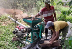 Harga Kopi di OKU Selatan Anjlok