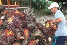 Harga Sawit Mulai Naik