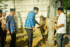 Pemkab OKU Selatan Serahkan 3 Ekor Sapi Kurban ke Masjid Agung Al-Muhtadin