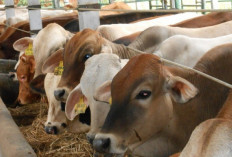 Kemenag OKU Selatan Kurban 12 Ekor Sapi