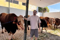 Bikin Melongo, Sapi Kurban Inul Daratista Berukuran Raksasa