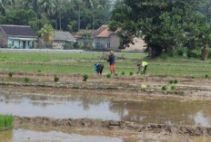 Stok Pupuk Subsidi Aman, Petani Diimbau Tebus Lebih Awal