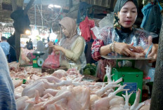 Harga Ayam dan Telur Turun Dampak Libur MBG