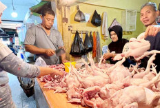 Harga Daging Ayam-Telur Tak Terbendung