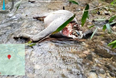 Belasan Kerbau Mati Diduga Dilahap Harimau