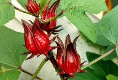 Mengungkap Manfaat Bunga Rosella untuk Tubuh Lebih Sehat