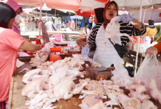 Harga Ayam Tak Menentu