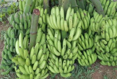 Panen Raya, Harga Pisang Ambon di OKU Selatan Anjlok