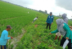 Basmi Tikus Demi Jaga Produksi Padi