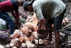 Menambah Penghasilan, Rutinkan Panen Kelapa