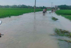 Dua Desa Diterjang Banjir, Sawah dan Jalan Terendam