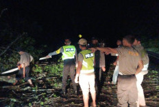 Pohon Tumbang Tutup Jalan Ganggu Arus Lalulintas Pemudik