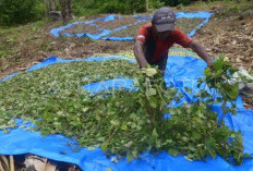 Haga Naik, Petani Ramai-Ramai Tanam Nilam