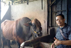 Sapi Kurban Presiden Prabowo untuk OKU Timur Hampir 1 Ton