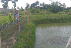 Lahan Belakang Rumah Disulap Jadi Kolam Ikan Hasilkan 9 Ton