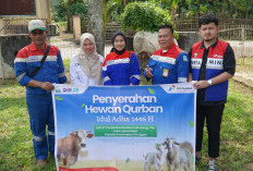 PGE Lumut Balai Tebar Hewan Kurban, Perkuat Sinergi Sosial di Idul Adha 1446 H