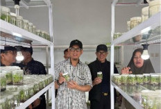 Kembangkan Durian hingga Duku Khas OKU, Bakal Siapkan Laboratorium Kultur Jaringan