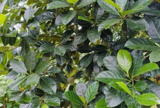 Rahasia Daun Nangka untuk Kesehatan dan Kecantikan