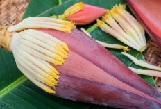 Manfaat Menakjubkan Jantung Pisang untuk Kesehatan Anda