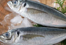 Ikan Kembung: Sumber Protein Berkualitas dan Manfaat Kesehatan Luar Biasa