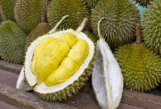 Tak Hanya Lezat, Ini 5 Rahasia Kesehatan dari Durian yang Jarang Diketahui