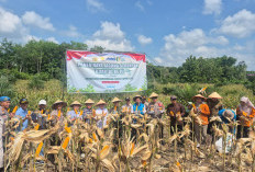 PLN Sukses Amankan Pasokan Listrik pada Panen Raya Jagung Serentak Bersama Kapolri di Sumatera Selatan