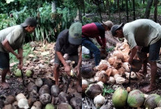 Permintaan Kelapa Saat Ramadhan dan Idul Fitri Meningkat