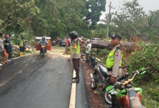 Pohon Besar Tumbang, Ganggu Arus Lalulintas