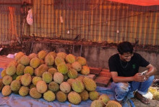 Mulai Musim Durian, Harga Masih Tinggi 