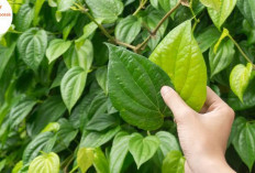 11 Manfaat Daun Sirih untuk Kesehatan: Dari Kewanitaan Hingga Peningkatan Energi