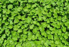 Rahasia Sehat Daun Pegagan untuk Tubuh dan Pikiran