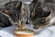 Apakah Kucing Boleh Makan Roti? Ini yang Perlu Kamu Ketahui Sebelum Memberikan Camilan 