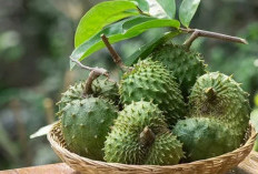6 Manfaat Daun Sirsak yang Luar Biasa untuk Kesehatan Tubuh