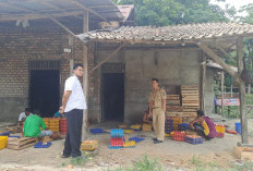 Kandang Ayam Di Sweeping Dinas Pertanian