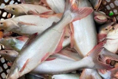 Manfaat Ikan Patin untuk Kesehatan: Sehatkan Jantung, Otak, dan Tubuh