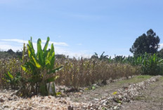 Panen Raya, Harga Jagung di OKU Selatan Turun