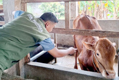 Hewan Kurban Diperiksa Cegah Penyakit Kuku-Mulut