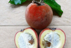 Bisbul, Buah Tropis Langka dengan Segudang Manfaat untuk Kesehatan