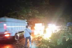 Pohon Tumbang Bikin Macet Jalinsum