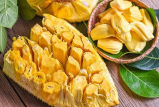 Ragam Manfaat Buah Nangka bagi Kesehatan 