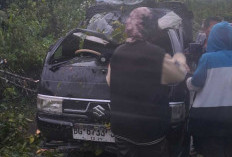 Pohon Tumbang Timpa Mobil di Jalan Poros