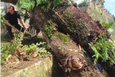 Pohon Raksasa Roboh, Dua Rumah Warga Rusak