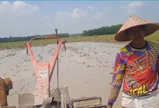 Kelangkaan Solar Bikin Petani OKU Timur Terancam Gagal Tanam Padi