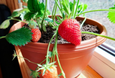 Cuma Modal Pot, Kamu Bisa Panen Buah Segar di Rumah, Begini Caranya!