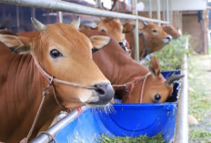 Panduan Lengkap Kurban: Jenis Hewan, Syarat, dan Penerimanya