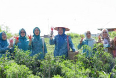 Panen Cabai, Dorong Kemandirian Ekonomi Keluarga
