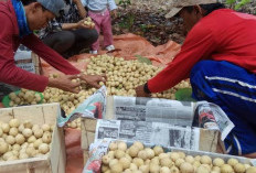 Risiko Makan Duku Berlebihan Bagi Kesehat