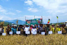 Petani Muara Sindang Empat Lawang Gelar Panen Raya Padi Inpari Nutrisi Zinc