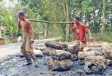 Optimis Harga Karet Naik